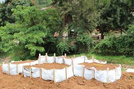 Vegetable Gardens in Schools